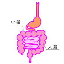 腸の図