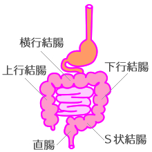 大腸の部分