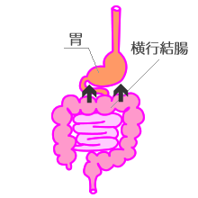 胃と横行結腸