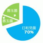 腸内細菌（善玉菌、悪玉菌、日和見菌）の割合